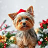 Gunner the Christmas Yorkie