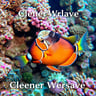 Cleaner Wrasse