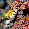 Cleaner Wrasse