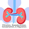 Filtration, Reabsorption, Concentration, Regulation