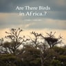 Are There Birds in Africa?