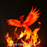 Rising from the Ashes