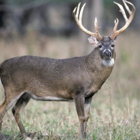 Big Buck